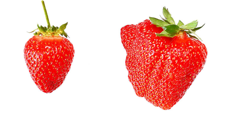 ترجیح می دهید که کدام یکی از این توت فرنگی ها را بخورید ؟